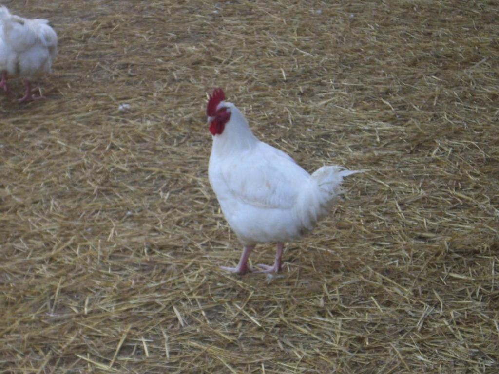 Gites De La Ferme Auberge De Mesauboin Billé المظهر الخارجي الصورة