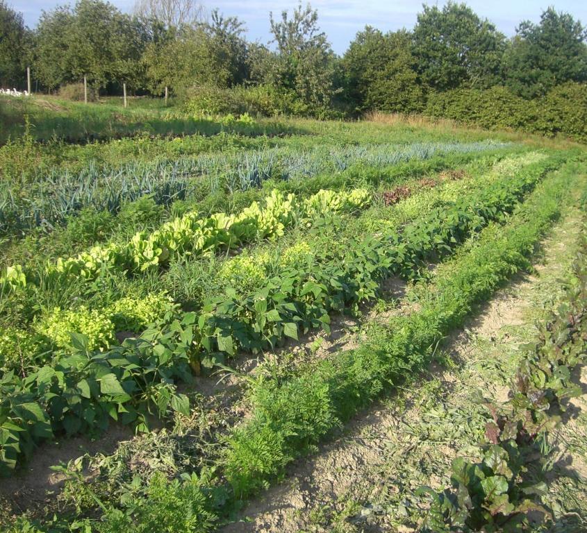 Gites De La Ferme Auberge De Mesauboin Billé المظهر الخارجي الصورة