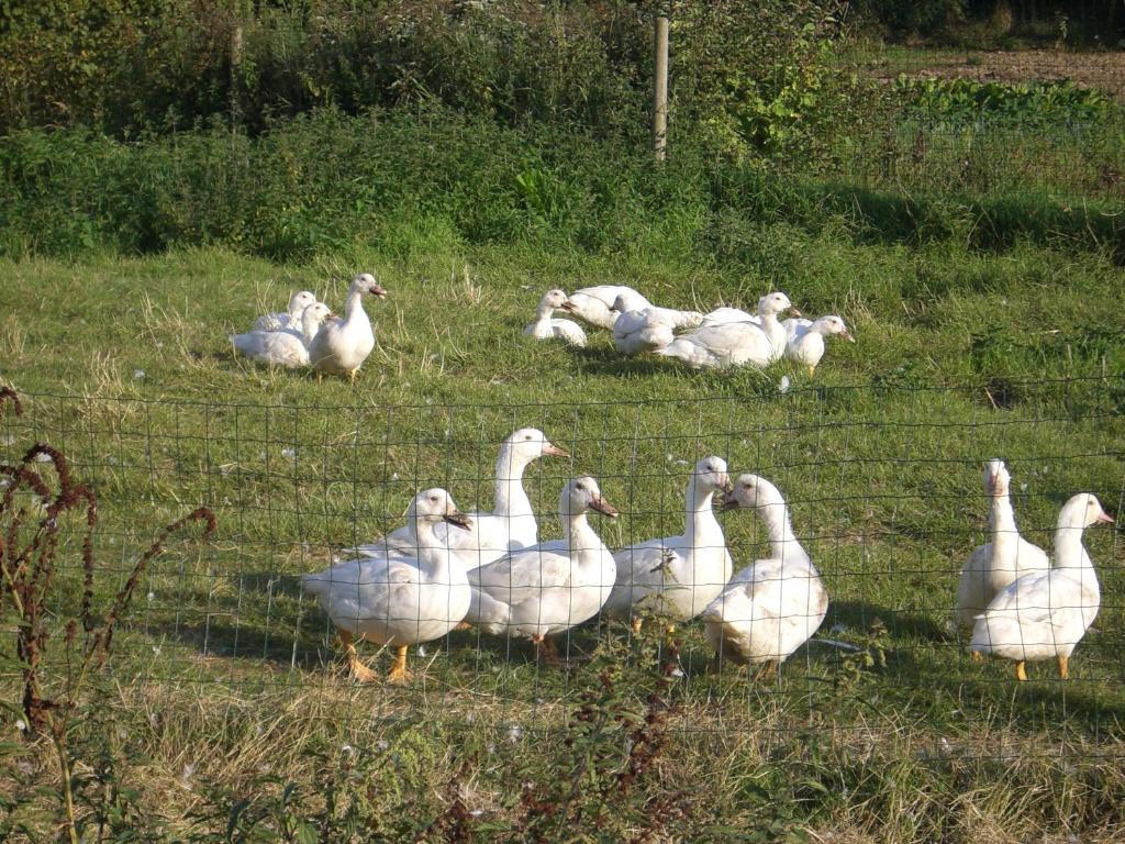 Gites De La Ferme Auberge De Mesauboin Billé المظهر الخارجي الصورة